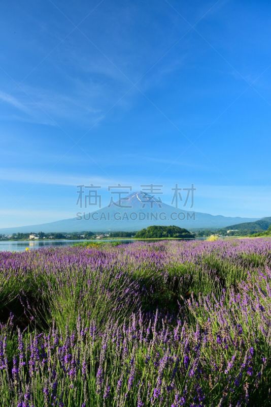 富士山,熏衣草,山,河口湖,富士河口湖,山梨县,垂直画幅,天空,里山,枝繁叶茂