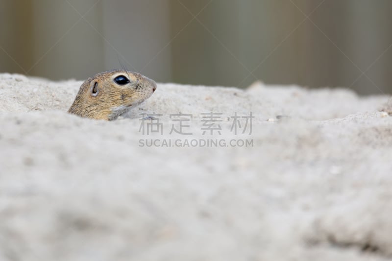 地松鼠,松鼠,欧洲,岩鼠,咬过,草原,野外动物,夏天,草,哺乳纲