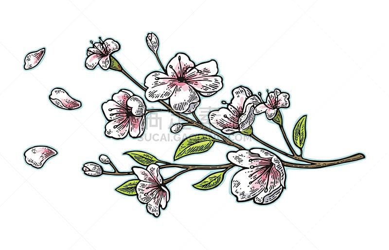 枝,樱桃,樱之花,花蕾,花朵,花瓣,横峰樱,吹叶机,雕刻术,水平画幅