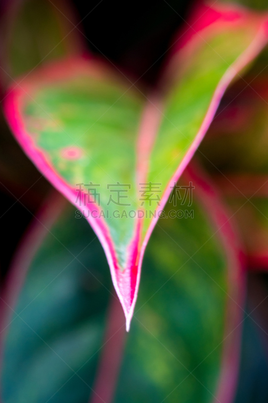 室内植物,泰国,极光,叶子,aglaonema,鸡尾酒,自然美,彩色图片,垂直画幅,美