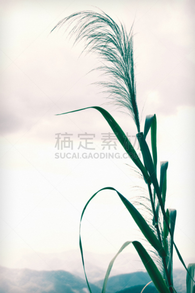 草,竹,高雅,虎,垂直画幅,无人,古典式,沼泽,户外,仅一朵花
