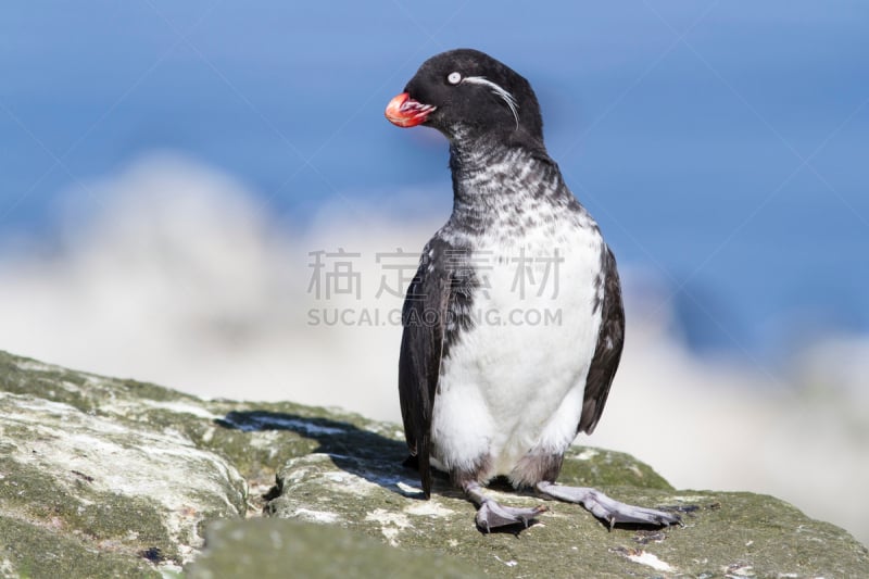 长尾鹦鹉小海鸦,日光,白昼,摇滚手势,自然,野生动物,水平画幅,冬天,秋天,无人