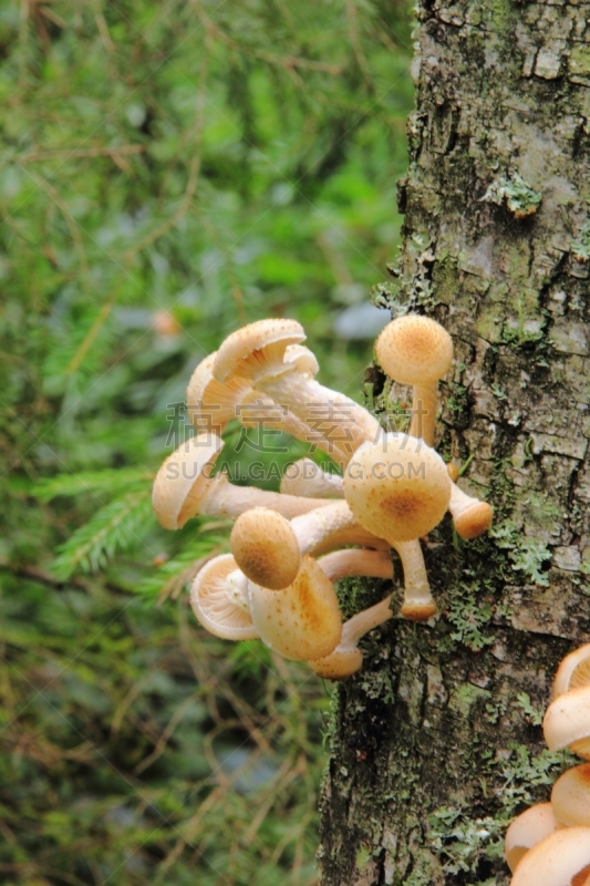 真菌,蜂蜜,蘑菇,垂直画幅,苔藓,木质假面状口蘑,含酒精饮料,夏天,瓷样伞菇,饮料