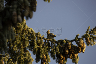 波西米亚连雀,天空,水平画幅,绿色,橙色,蓝色,鸟类,霜,云杉,黑色