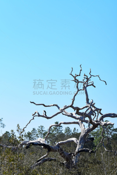 植物群,树梢,天气,正下方视角,橡树,垂直画幅,天空,美国,风化的,木纹
