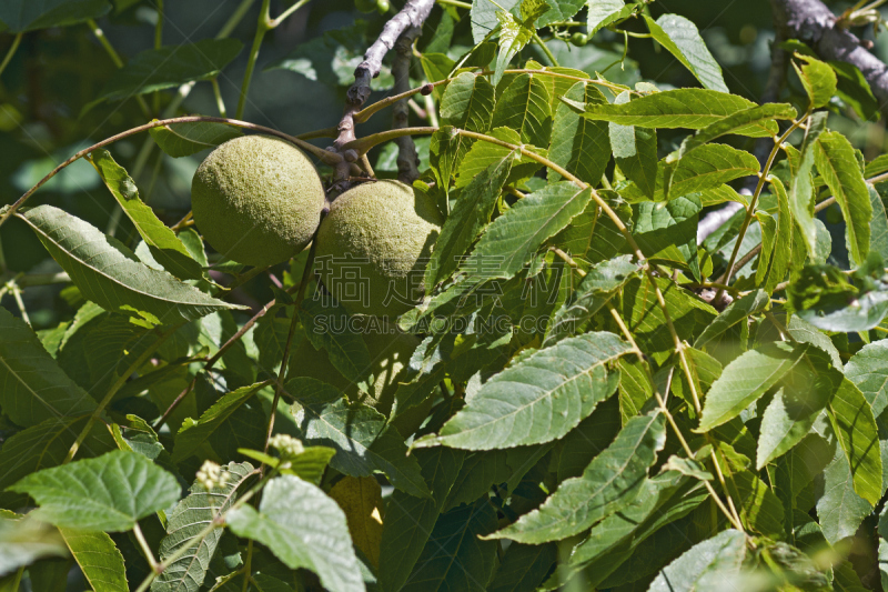 胡桃树,水果,黑色,黑云杉,黑核桃树,自然,植物,水平画幅,无人,摄影