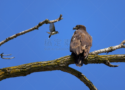白头鹰,鸟类,小的,幼小动物,枝, 巨人歌利亚,大卫,天空,青春期,水平画幅