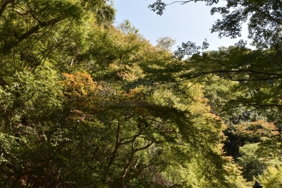 公园,森林,美浓,自然,箕面市,环境保护,图像,自然公园,夏天,户外
