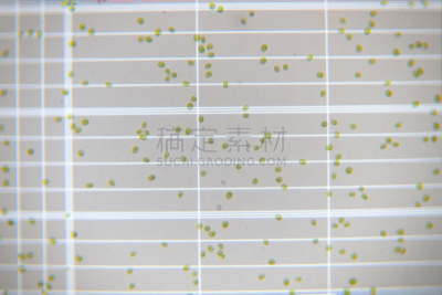 浮游生物,比例,数,绿色,清新,室内管弦乐队,维管束,显微镜