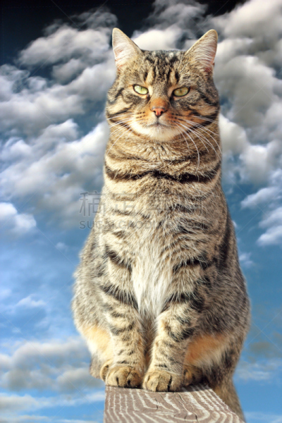 猫,条纹,篱笆,垂直画幅,天空,美,褐色,古老的,巨大的