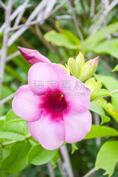 紫薇属的植物,紫色,自然,垂直画幅,无人,户外,自然美,花蕾,植物,2015年