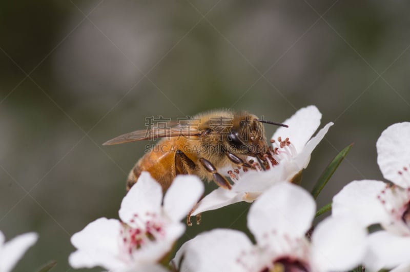 蜜蜂,药,蜂蜜,麦卢卡树,社会保险,公亩,新的,水平画幅,无人,薄子木属