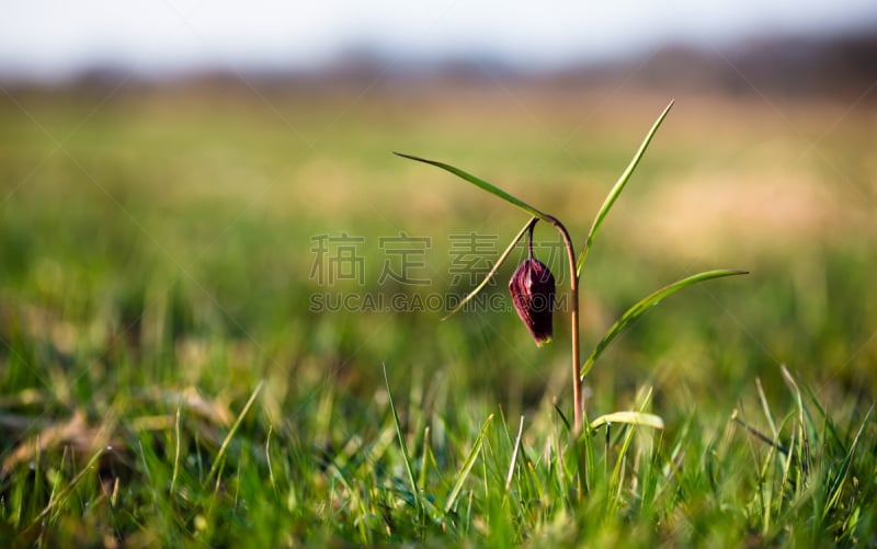 花格贝母,水,国际象棋,美,水平画幅,早晨,户外,草,贝母,百合花