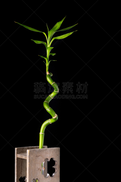 花瓶,竹,环境,木制,茎,黑色背景,概念,图像,富贵竹,竹子叶