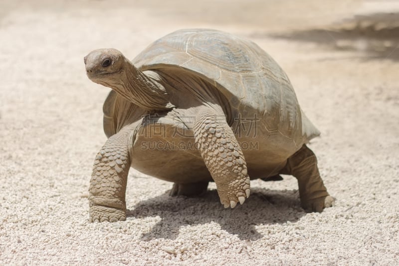 巨大的,龟,岛,灰色,鸡尾酒,plowshare angonoka tortoise,阿尔达布拉陆龟,罗德里格斯岛,龟壳,桑吉巴尔