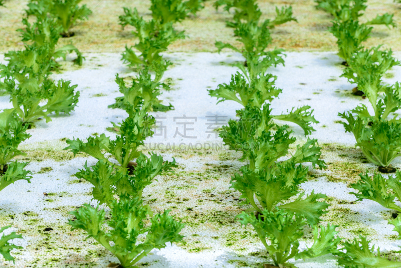 水培法,种植园,沙拉,蔬菜,橡树,绿色,奶油生菜,水平画幅,枝繁叶茂,无人