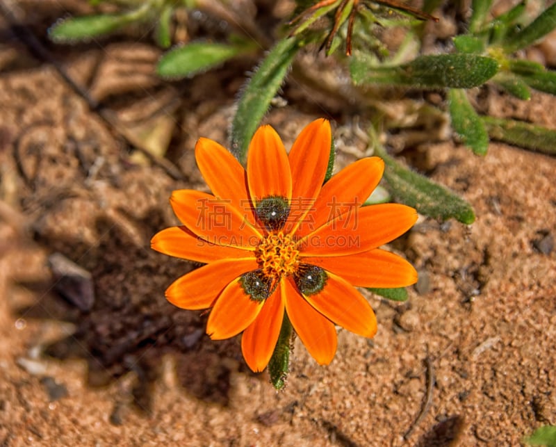 野花,南非雏菊,自然,非洲,季节,图像,花粉,甲虫,花瓣,纳马夸兰