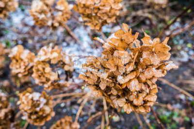干的,八仙花属,美,褐色,水平画幅,雪,无人,木兰纲,特写,植物