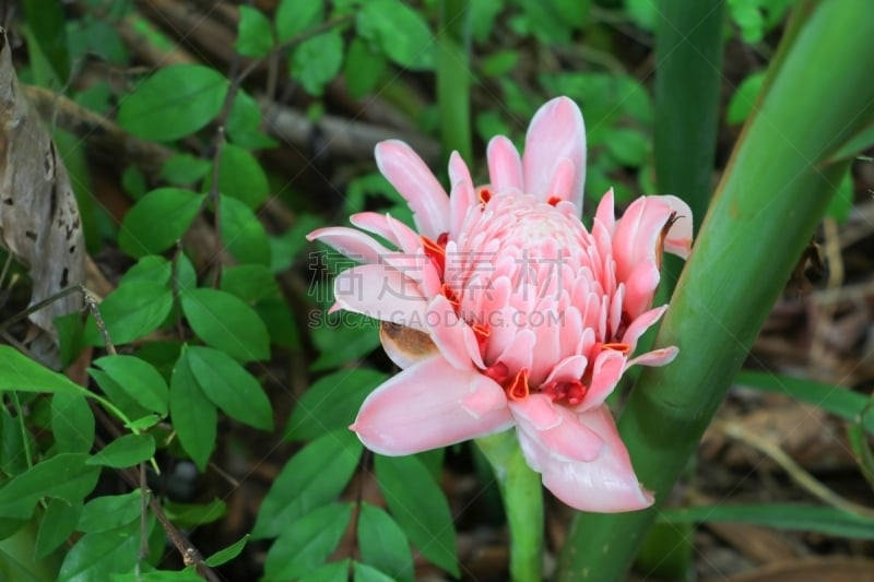 姜科,torch ginger,当地著名景点,菲律宾,家庭,薄荷岛,芳香的,枝繁叶茂,生姜,热带气候