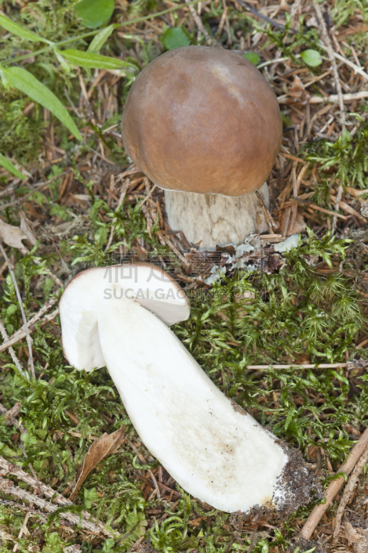 美味牛肝菌,牛肝菌,自然,垂直画幅,褐色,秋天,无人,人的嘴,有机食品