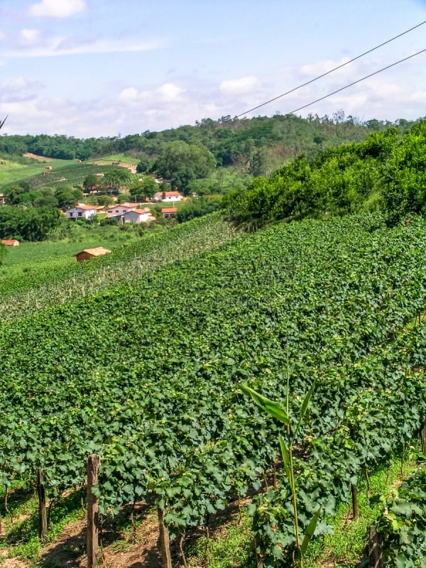 Parreiral com Uvas Brancas em Jundiaí, SP - Brasil