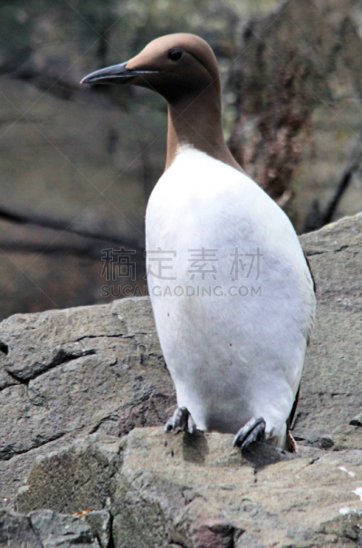 法恩群岛,照片,垂直画幅,雪,南极半岛,无人,鸟类,企鹅,两只动物,野外动物