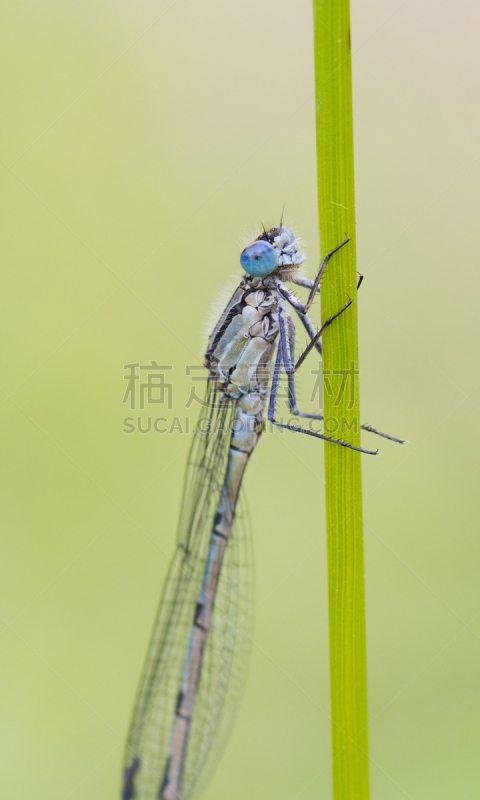 蓝豆娘,心斑绿蟌,蜉蝣,自然,垂直画幅,蜻蜓,蓝色,英格兰,夏天,黑色