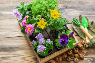 花盆,秧苗,家庭花园,耙子,园艺器具,植物群,铲子,花鳞茎,矮牵牛花,大丽花属
