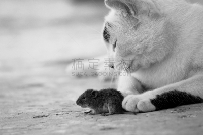 猫,鼠,猫捉老鼠,耗子洞,沙鼠,害虫根除者,驯养动物,病虫害防治机具,透过其它物体观看,姜黄色的猫
