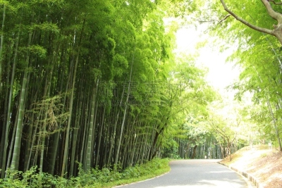 竹,日本,部分,五个物体,水平画幅,门松,户外,生日,彩色背景,金竹