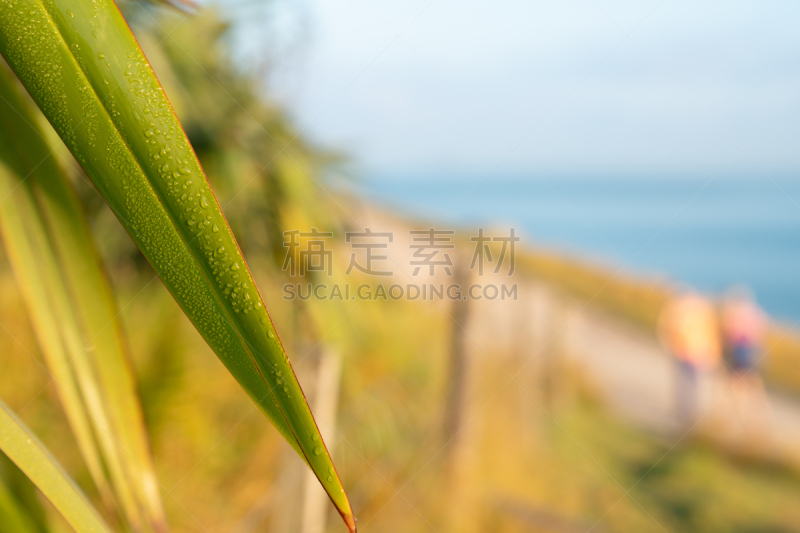 芒格努伊山,太平洋,蓝色,看风景,痕迹,一个人,丰盛湾,夏天,户外,天空