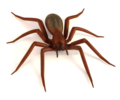 mesh-web spider,计算机制图,水平画幅,形状,三维图形,绘画插图,动物,蜘蛛,一个物体,昆虫