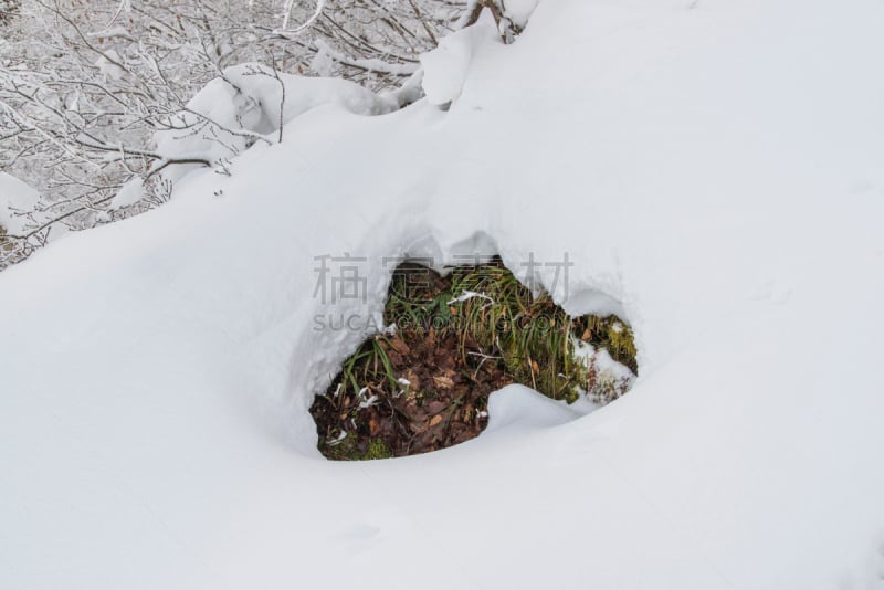 在下面,daisen,雪,鸟取,山,植物群,毯子,活力,安静,一月