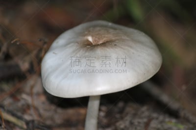 蘑菇,野外动物,基粒间片层,干小皮伞菌,伞菌纲,菌腮,白蘑菇,植物叶柄,毒蘑菇,自然