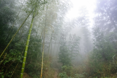 竹,湿,雨林,雾,居住区,龙脊梯田,龙胜,桂林,灌木林,芦苇