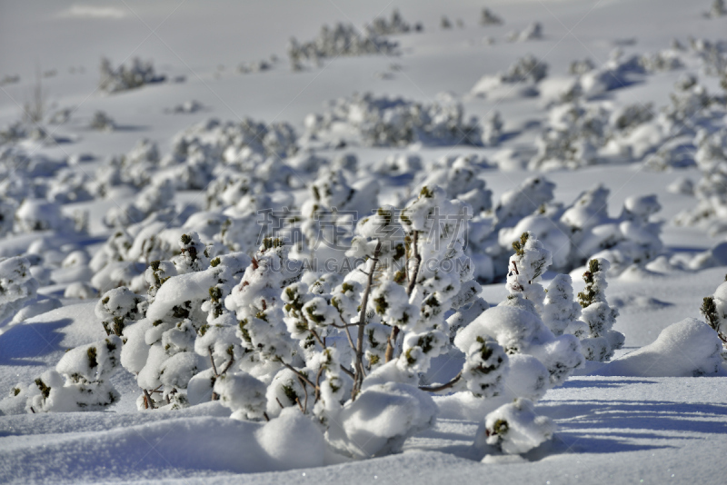 山,松树,斯太尔,欣特斯托德,弗克拉布鲁克,雪板公园,格蒙登,林兹,障碍滑雪赛,地形公园