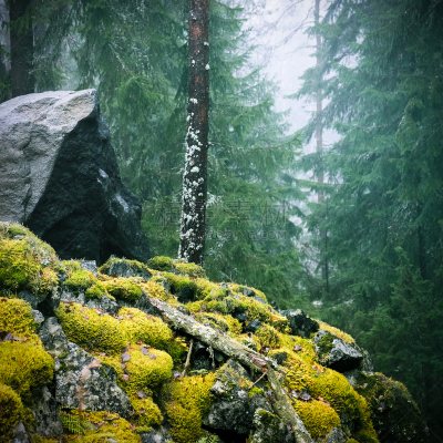 雾,沮丧,天气,森林,白昼,远古的,mood moss,苔藓,枝,坏掉的