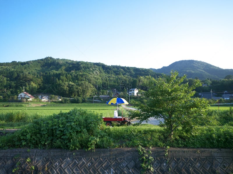 遮阳伞,皮卡车,红松,前面,稻田,里山,水平画幅,无人,日本,夏天