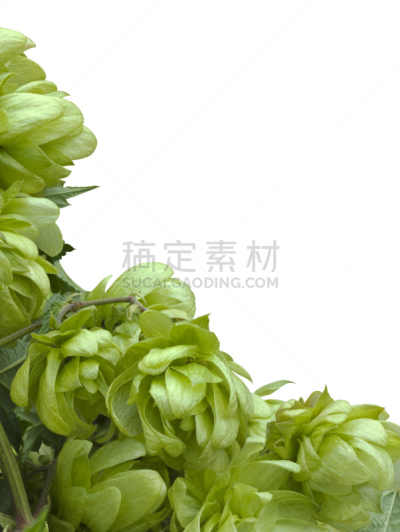 野生植物,简单背景,垂直画幅,植物属性,边框,无人,园艺,生食,特写,卷须