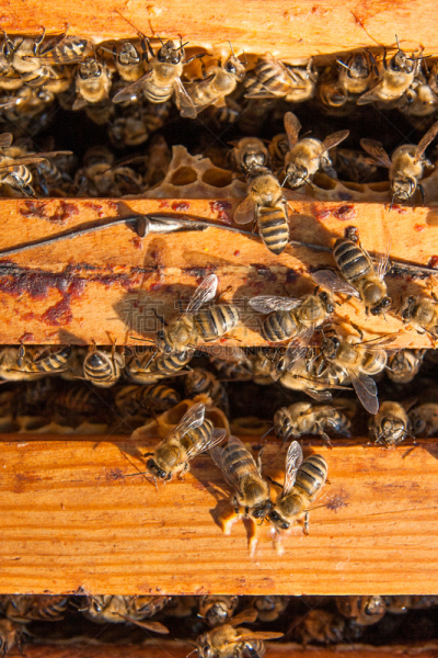 特写,六边形,蜜蜂,视角,昆虫群,麻疹乐队,工蜂,beekeeper,蜂蜡,养蜂