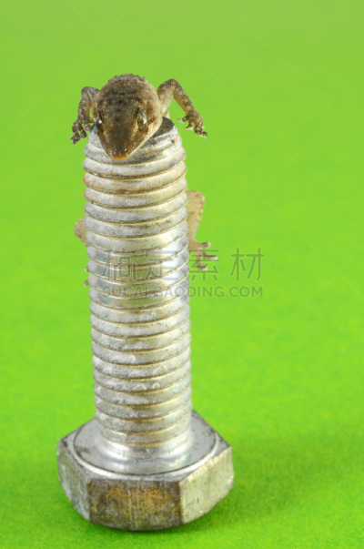 螺丝,壁虎,垂直画幅,褐色,螺丝刀,野生动物,小的,特写,反射,上升