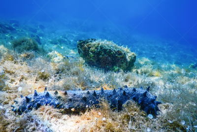 水下,海洋生命,海参,海底,巨大的,地形,热带海参,多色的,蓝色,浅的