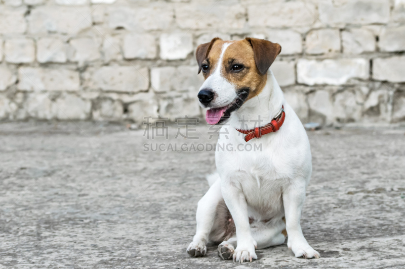 杰克拉瑟短腿犬,砖墙,小的,狗,背景聚焦,灰色,灰鲸科,米色背景,饲养员,宠物项圈