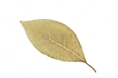 多花紫树,叶子,黑色,动物背脊,人的牙齿,自然,白色,水平画幅,绿色,摄影