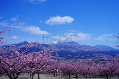 樱桃树,山脉,公园,摄像机拍摄角度,当地著名景点,彩色背景,景观设计,云,枝繁叶茂