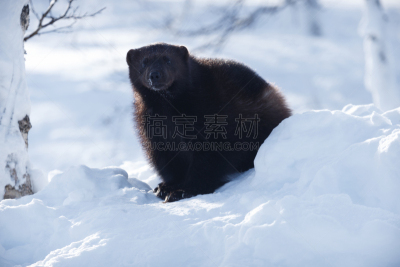 雪,狼獾,挪威,芬兰,濒危物种,野生动物,欧洲北部,图像,哺乳纲,野外动物