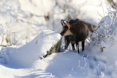Chamois (Rupicapra rupicapra) in the winter Vosges Mountains, France