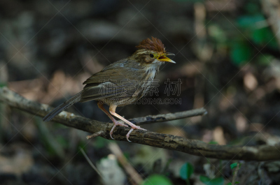 自然,鸟类,babbler,泡芙,自然美,褐色,喉咙,水平画幅,斑点,杂食动物
