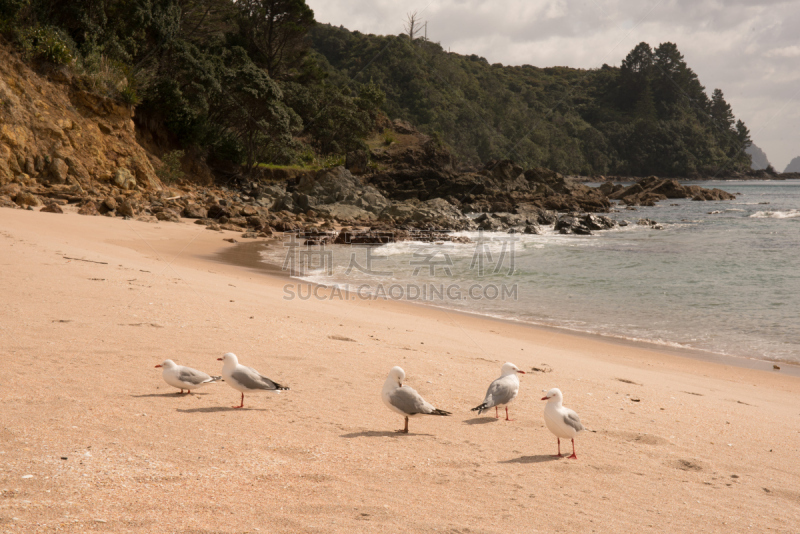 科罗曼德尔半岛,自然美,居住区,cathedral cove,水,水平画幅,沙子,半空中,夏天,户外