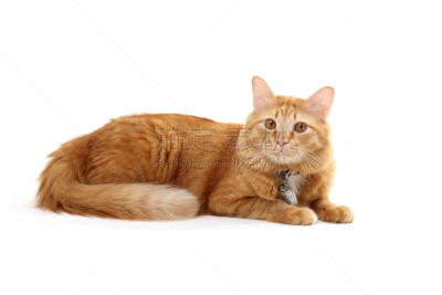 猫,美,水平画幅,泰国,工作室,哺乳纲,友谊,白色,看,小猫